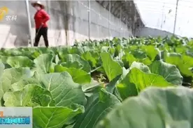 临沂市沂南县蒲汪镇大王庄村：乡村产业兴 发展添活力图片