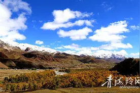 到祁连，看龙鳞大白杨图片