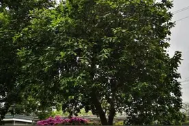人间四月天里的浓郁芬芳——柚树图片