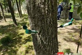 小区杨树飞絮真心烦，试试这招让飞絮“拜拜”图片