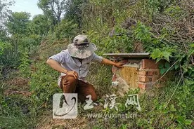 养蜂达人施永林：“坐”等小蜜蜂带来大收益图片