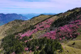 换个角度看神农架杜鹃花视频封面