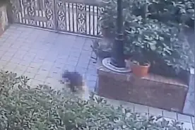 三年级女童不慎从14楼坠下 竟起身自己搭电梯回家图片
