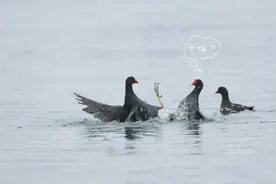 组图｜看，松雅湖上黑水鸡“打架”图片