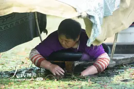 杭州传统名菜西湖莼菜进入采摘季 一片一叶皆辛苦图片