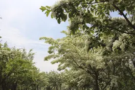 青岛有一片神秘的流苏林 暮春飘雪如神话世界图片