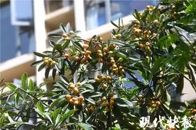 南京街头枇杷遭采摘，专家：喷洒过农药最好不要吃图片