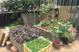 楼顶能种花种菜吗？长沙一小区楼顶种菜20多年，物业通知拆除图片