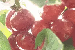 熟了！洛阳超全樱桃采摘地图出炉！周末就出发！图片