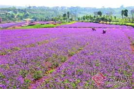 「高清组图」云南弥勒：千亩马鞭花迎风扬图片