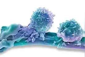 《科学》新发现：T细胞扔出“炸弹”爆破了坏细胞，细节精妙图片