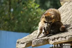 动物园内，两只浣熊在秀恩爱图片