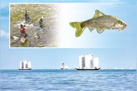 滇池金线鲃的消失与重现(人民眼·生态治理)图片