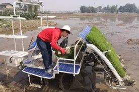 四川广汉：自动导航无人驾驶插秧机“玩转”农田图片