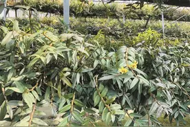 稀奇！老木上种“仙草”无锡有条石斛深加工全产业链图片