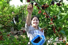 桑葚采摘乐图片