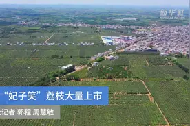海南“妃子笑”荔枝大量上市视频封面