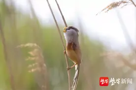 “鸟中大熊猫”在张家港市“定居”图片