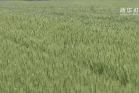 河北丰润：一喷三防保小麦丰产视频封面