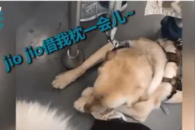 超暖！女孩地铁上被导盲犬压住脚不敢动，网友齐点赞图片