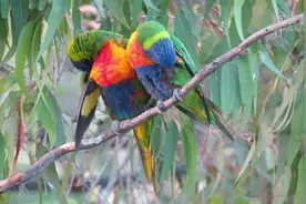 澳大利亚数百只彩虹鹦鹉因病致瘫痪或死亡视频封面