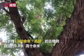 甘肃千年“高龄”古槐 十多名成年人拉手才能环抱视频封面