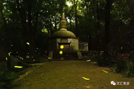 我让萤火虫去接你｜周华诚图片