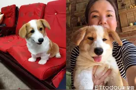 养到基王？柯基垂耳歪头笑图片