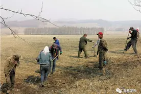 林海春意浓 奋进正当时 |【乡镇】山市镇加快刺五加生态种植苗木基地建设图片