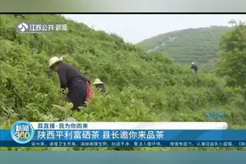 实力带货！苏陕扶贫项目进行中，邀你来品陕西平利富硒茶视频封面