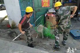 "我让坪地更美丽"睦犬专项执法，收容收治126只犬 | 助力创文坪地行动③图片
