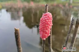 苏州已出现！这个东西寄生虫多达6000条，严重可致命图片