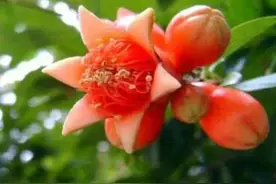 石榴花开红艳艳图片