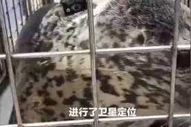 辽宁9只斑海豹幼崽满足条件 被放归大海图片