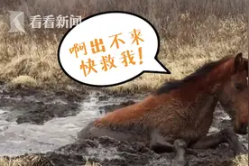 肚子最要紧！野马身陷泥潭5小时获救先“躺吃”图片