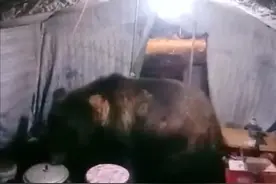 新疆巴州野外研究人员用手机记录“顽皮”棕熊闯进帐篷带走高压锅图片