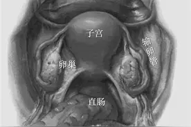 健康 | 含而不露镇中堂：神奇的子宫图片