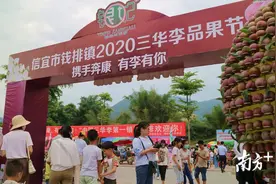 信宜钱排三华李品果节启动，市长果园直播为李打call图片
