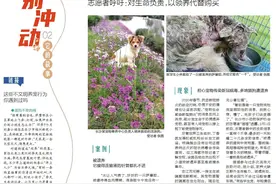 它的故事丨遗弃增多，流浪猫狗很“受伤”图片