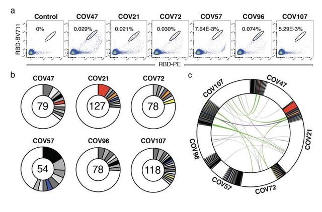 顶尖艾滋团队新冠重磅研究：某稀有抗体反复出现提示疫苗线索