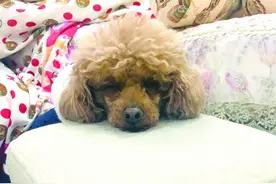 掉毛、拆家、月花近千元 考验耐心也费钱，养宠前请三思图片