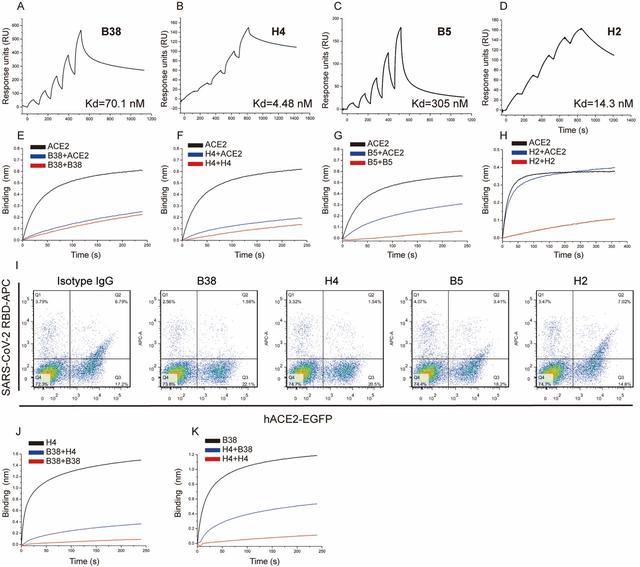《科学》杂志：高福等学者发现2种阻断新冠与受体结合的抗体