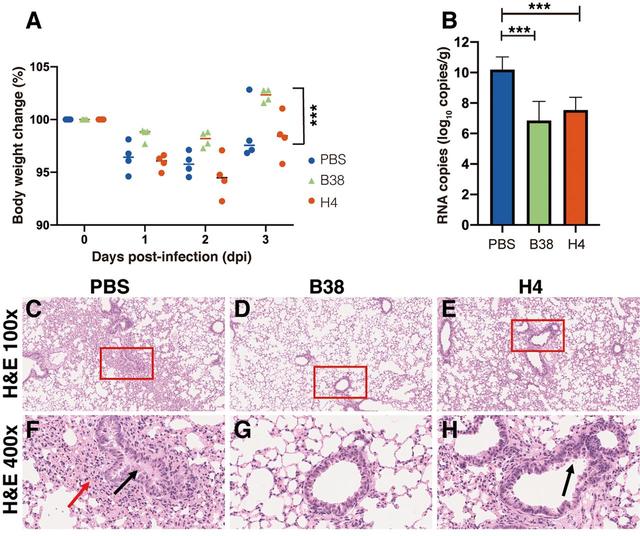 《科学》杂志：高福等学者发现2种阻断新冠与受体结合的抗体