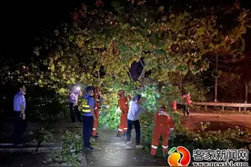 会昌：大风吹倒大树阻断交通 当地凌晨紧急疏导图片