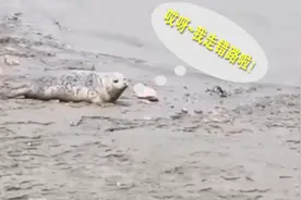 国家一级保护动物斑海豹幼崽迷路，误入辽宁盘锦一村民耕地视频封面