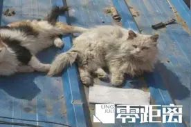 查处！男子诱捕流浪猫卖给饭店当兔肉：它们没主人，不犯法图片