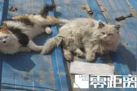 查处！男子诱捕流浪猫卖给饭店当兔肉：它们没主人，不犯法图片