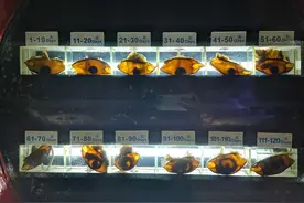 与鲨鱼约童年 长沙海底世界寻找小小爱心保育员图片