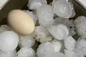 齐鲁早报｜山东多地遭冰雹突袭，农作物受损图片