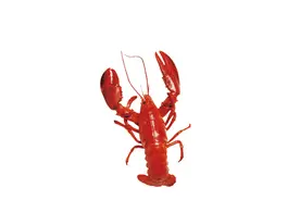 一只小龙虾有多少肉？给它做个CT找答案图片